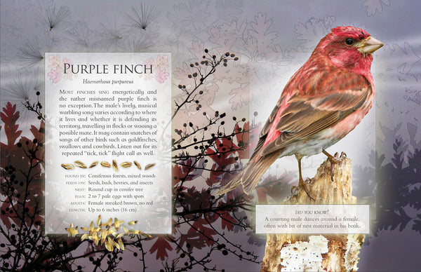 The Little Book of Woodland Bird Songs by Andrea Pinnington & Caz Buckingham
