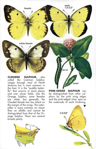 A Golden Guide to Butterflies & Moths
